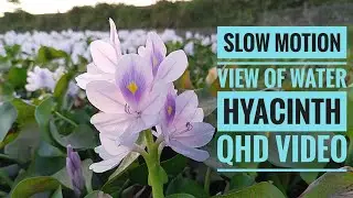 Soothing slow motion view of Water Hyacinth's Flower | QHD Video | Mobile Videography | Slow Lapse