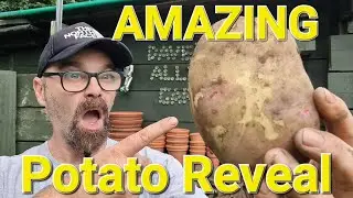 AMAZING Potato Reveal. Cow Manure Experiment. Picasso & Kestrel. Dave's Allotment Garden.