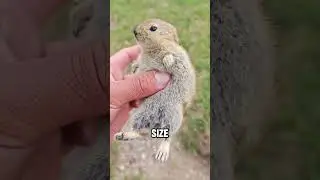 Pika✨#shortvideo #funny #animals #cute #pikachu