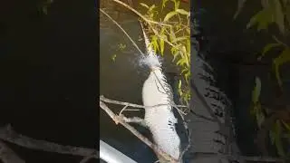 piranha vs crocodile