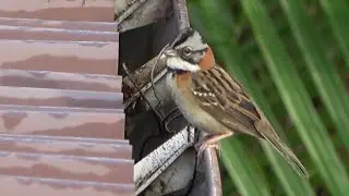 Rufous-collared Sparrows, La Fortuna, Costa Rica
