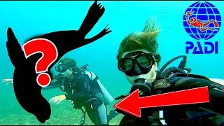 SCUBA DIVING in SouthAmerica!!🇪🇨