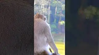 So Relaxing and Peaceful  #babymonkey
