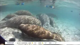 Manatee Club shares tips to protect beloved species in 2022 after record-breaking deaths in 2021