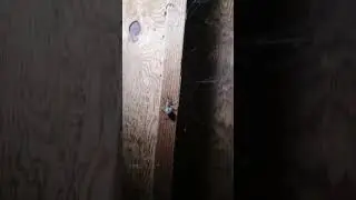 finding a Huge spider. WTF