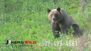 Jokers Wild Outdoors - Idaho spring bear hunts