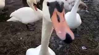 Лебедь чуть не откусил палец | The swan almost bit off finger