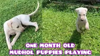 ONE MONTH OLD MUDHOL HOUND PUPPIES PLAYING