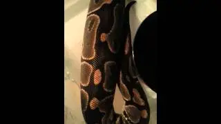 First ovulation!!!