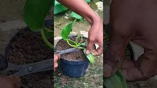 Caring for Philodendron plants! 🌿✅#satisfying #flowers #philodendron
