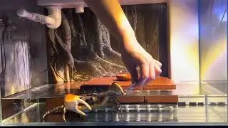 巨型图氏蟹 陆地蟹 观赏蟹 宠物蟹 #Land crab #Pet crab 