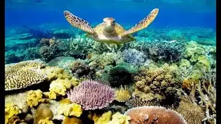 Life Cycles -  Ocean Life Education Primary Curriculum Resource 2
