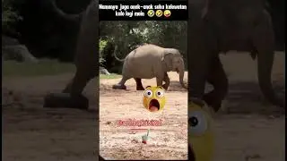 Anak Gajah Ikut Demo #komedihewan #funny #funnyanimals #comedyanimals #lucungakak