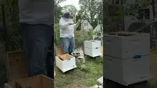 Hive Combine after queen death - September 16, 2025