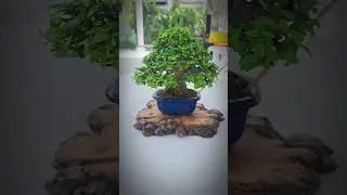 งานบอนไซนนทบุรี#ConceptPRO #Bonsai_By_PRO#BonsaiThailand🇹🇭