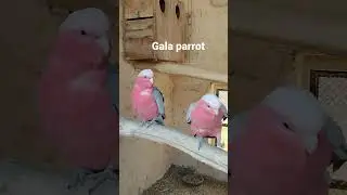grey gala parrot || pink grey parrot #youtubeshorts #shorts #viral #greyparrot