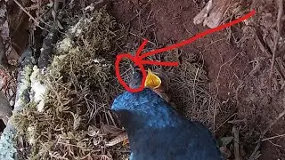 Day12, Failed cuckoo, unable to grab food