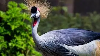 Take a look the unique creation of  Allah grey crowned crane #Birds #viral video #shortvideo #youtub