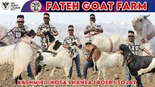 Fateh Goat Farm ke Shandar Bakre  I YK Goat Lover