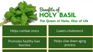 Amazing Health benefits of Holy Basil (Tulsi). Queen of Herbs.