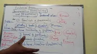 Evidence from comparative morphology and anatomy