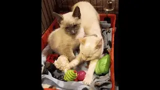 Moana & Tiana  - two more TNR kitties