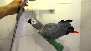 Parrot shower