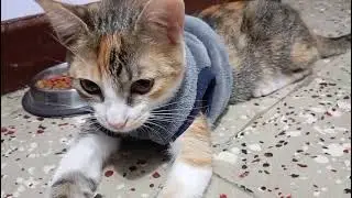 #fypシ゚ #modapet #elenabr #shortsvideos #pets #petsoftiktok #petslovers #petcare #michis 