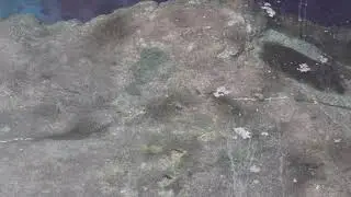 The World's Rarest Fish: Devils Hole Pupfish (Cyprinodon diabolis)