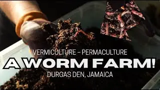 A Worm Farm! - Vermiculture in Jamaica 🪱 Natural Building & Regeneration