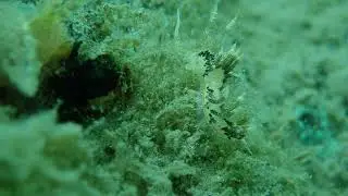 Cuthona  nudibranch in Rabaul , Papau New Guinea
