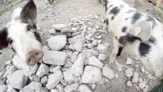 KAGfreiland Alp-Weideschweine auf dem Hof Dusch