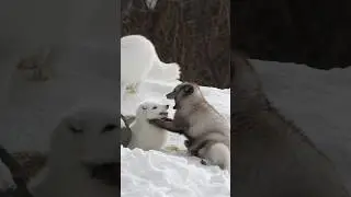 🦊 Arctic Foxes Have Underground Snow Forts! ❄️🏠 #ArcticFox
