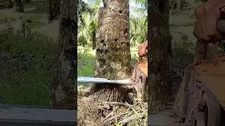 a very effective way to cut down a coconut tree#lumberjack#technique#coconut