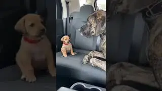 WATCH THIS LITTLE CUTIE FUNNY PUPPY ACTING WHEN THE BIG DOG ANGRY.#shorts