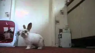 babybinkies 0001