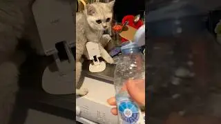 Olaf, come down now #cat #cats #funny  #funnycats