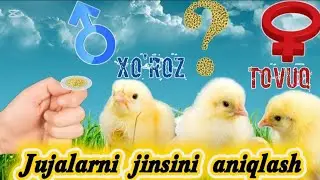 JUJALARNI JINSINI ANIQLASHNI ENG OSON USULI, SIZ XAM AJRATA OLASIZ