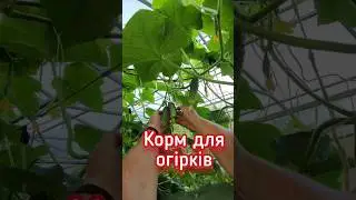 Корм для огірків. #pozitiff_garden #cucumber #огірки #добрива #mivena #granusol #fieldcote