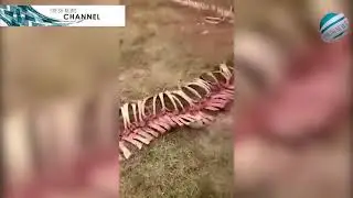 Chinese villagers find mysterious 60ft 'dragon skeleton' | Breaking News!