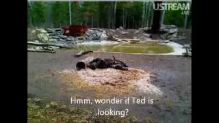 NABC ..  Lucky playing in the cedar chips!!  April14, 2012