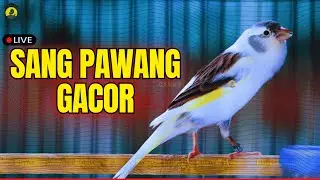 Terapi AMPUH kenari gacor panjang Cuit Cuit EMOSI, Pancingan Kenari Macet danPaud Belajar Bunyi