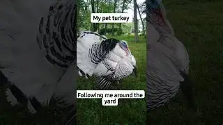 pet turkey  #animal