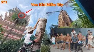 Vua Khỉ Miền Tây cưa nhiều cây Dừa có độ khó cao và được lòng fans hâm mộ . Cutting coconut trees