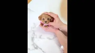 It's Pixie! Wow isn't she gorgeous !? Female teacup Poodle