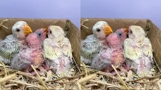 小硬蛋母爱泛滥让它认养一只