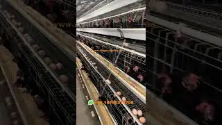 4 tier A type chicken cage poultry farms , looks clean and high profit in the year 2025