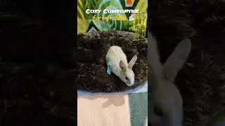 Cozy Comforter for my rabbits 🐇 @YouTube #viral #rabbit #mybunny #rabbitsvlogging #rabbitshort