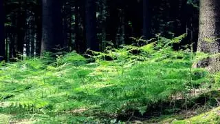 Teralgoih Shadowtracer | 10h Nature Audio