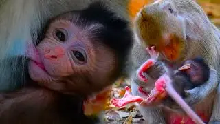 Mom Monkey Trying To Take Care Her Baby Aduro, Sweetest monkey baby